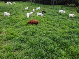 Agropecuarista confirma alta produtividade e rápida recuperação do cultivar Cayana, da Barenbrug, durante o período de seca.