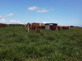 Sementes de pasto com alta tecnologia aumentam a produtividade da pastagem, promovendo maior retorno econômico e melhor rentabilidade ao produtor.