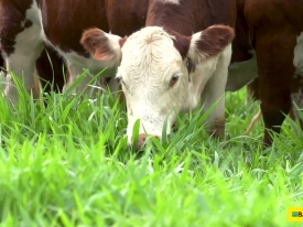 Agropecuarista de Mineiros (GO) antecipa em 40% o tempo de inserção de novilhas com a Brachiaria híbrida cv. Cayana, destacando rápida formação e alta produtividade.