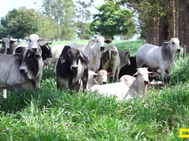 Pecuarista relata rápido retorno e maior produtividade com o uso das forrageiras Brachiaria híbrida Sabiá e Mulato II na Fazenda Coxilha Grande.