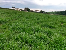 Produtor mineiro comprova eficiência do novo cultivar Cayana