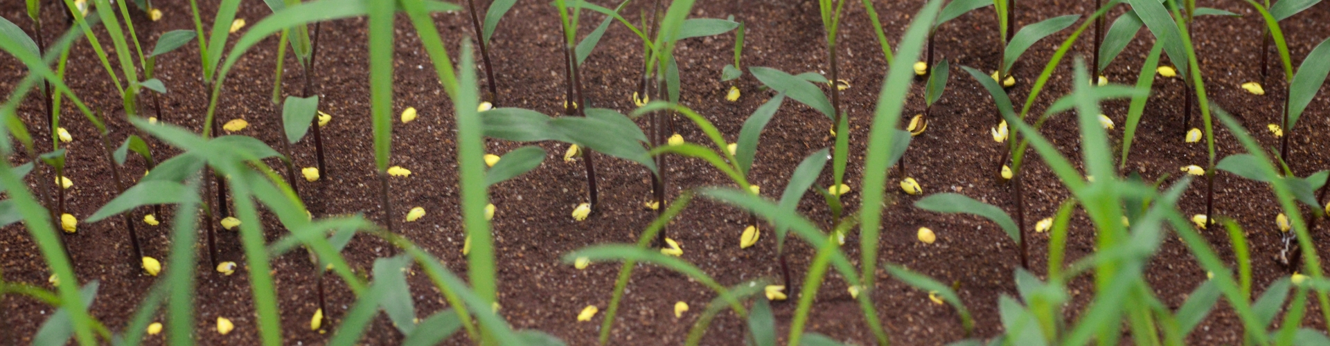 Programa de Desenvolvimento de Cultivares Tropicais