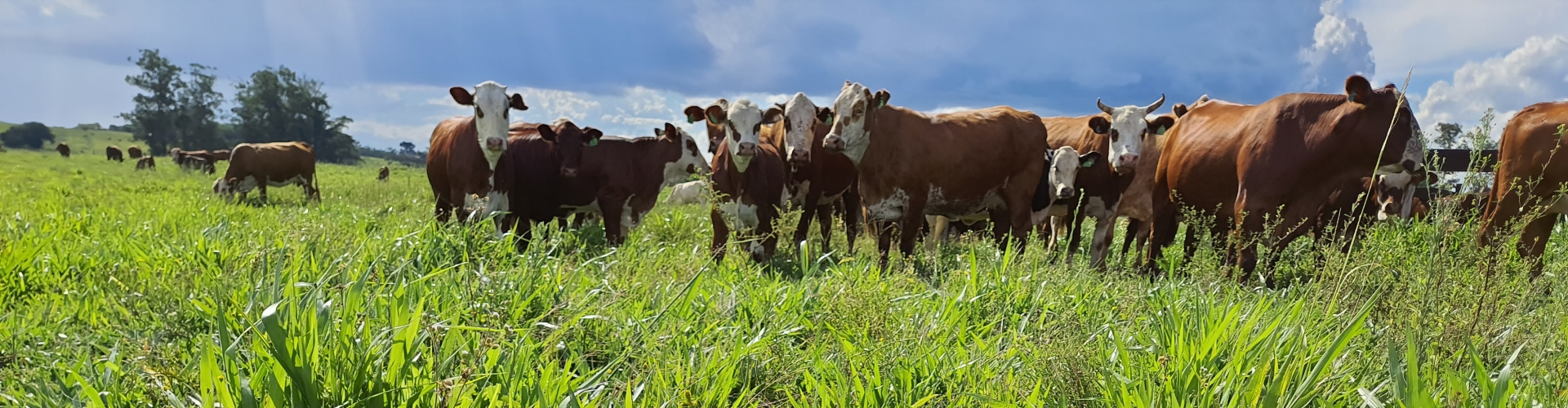 Barenbrug do Brasil vence prêmio por sua transformação digital no agronegócio, reconhecida no Prêmio RD Station 2021.