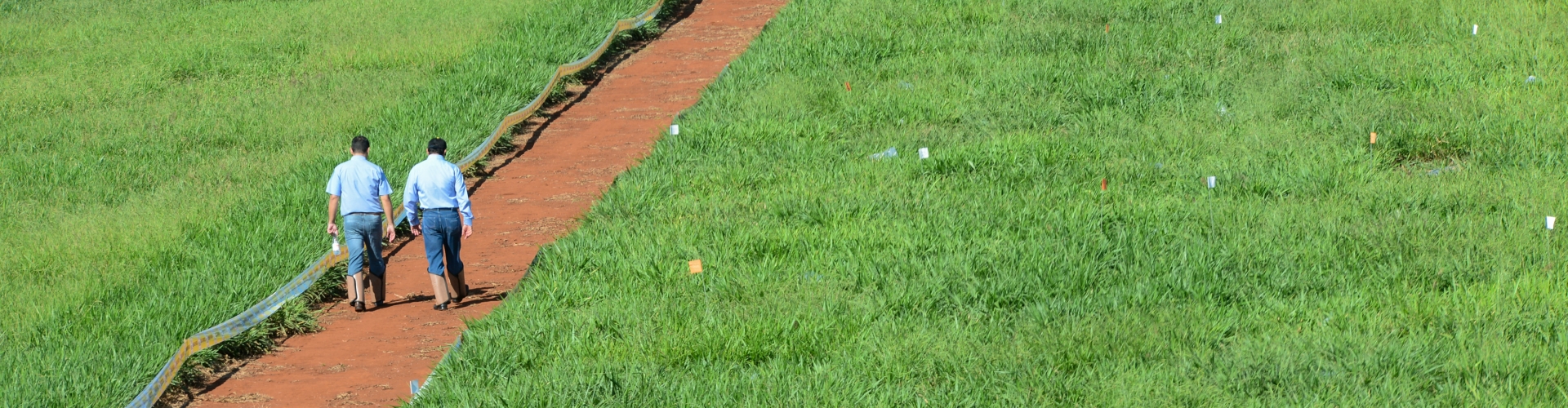 Produtor rural avaliando a qualidade da forrageira com foco na disponibilidade e teor de proteína para otimizar o desempenho animal.