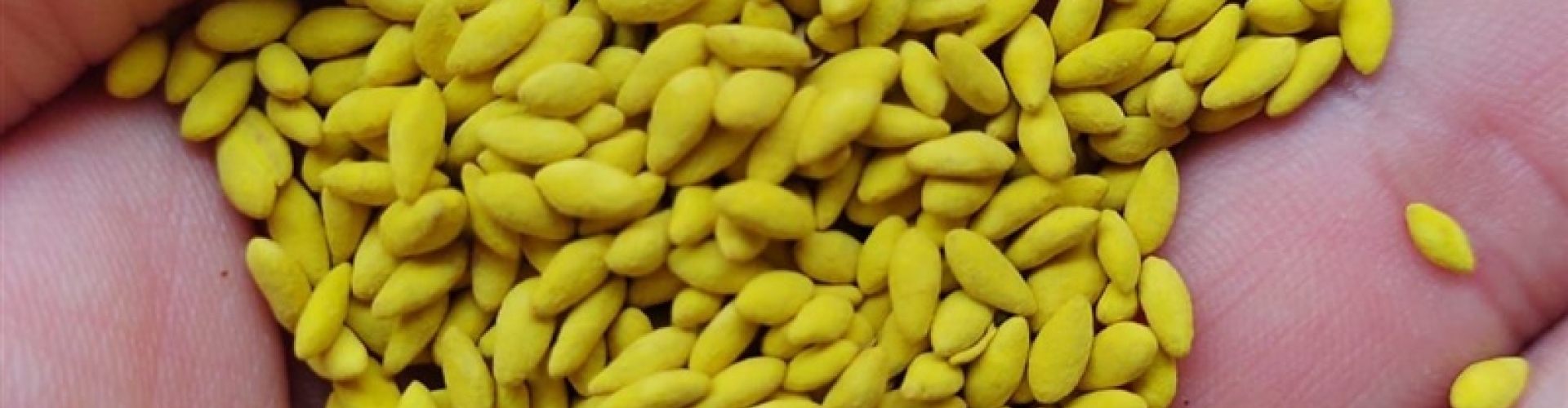 Bionematicida aplicado no tratamento de sementes Yellow Jacket® da Barenbrug