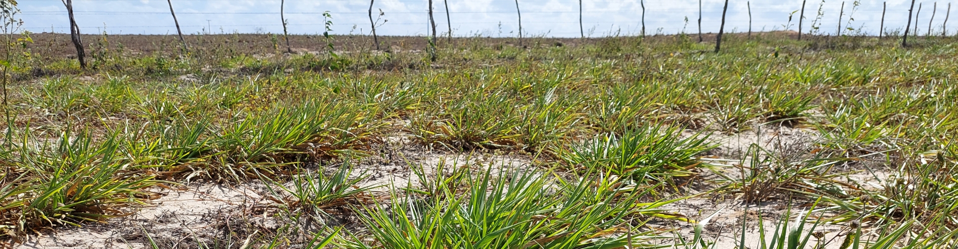 O Cultivar Sabiá resiste à seca no Rio Grande do Norte, destacando-se por sua adaptabilidade e alta produtividade em condições adversas.