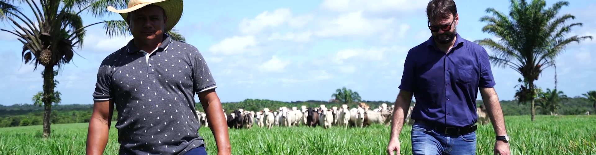 Pecuarista da Fazenda Coxilha Grande destaca retorno rápido e maior produtividade com o uso das forrageiras Brachiaria híbrida cv. Sabiá e Mulato II.