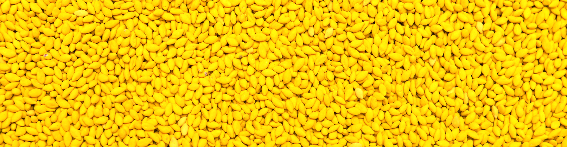 Sementes revestidas com a tecnologia Yellow Jacket da Barenbrug exibindo um tratamento avançado que melhora a emergência e desenvolvimento das plântulas, protegendo contra pragas e doenças. Ideal para pastagens de alta produtividade.
