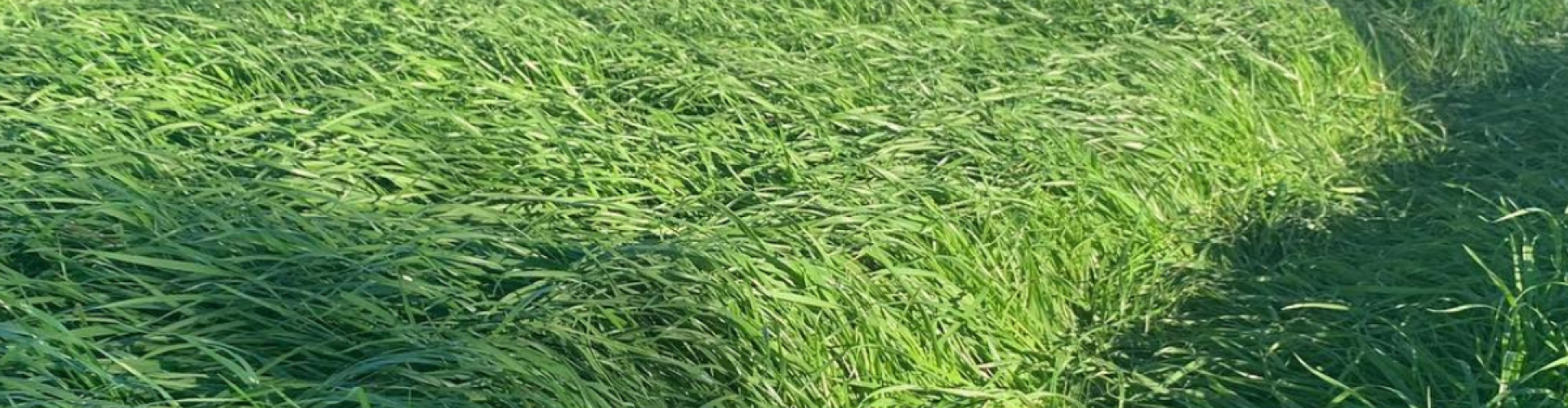 LD 296 - Azevém