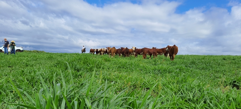 Brachiaria híbrida cv. Cayana: a solução forrageira desenvolvida geneticamente pela Barenbrug