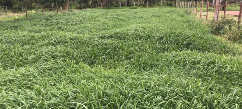 Cultivar Massai: Alta Produtividade, Resistência e Facilidade de Manejo