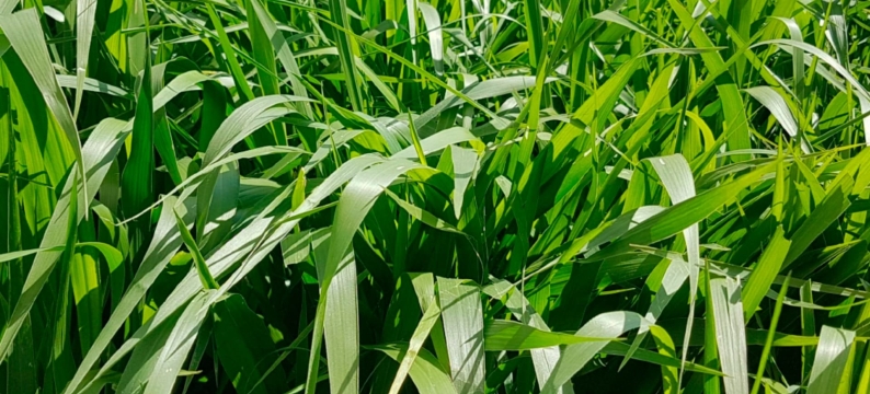 Brachiaria Decumbens cv. Basilisk Barenbrug: veja os destaques da brachiaria caracterizada pela facilidade de manejo