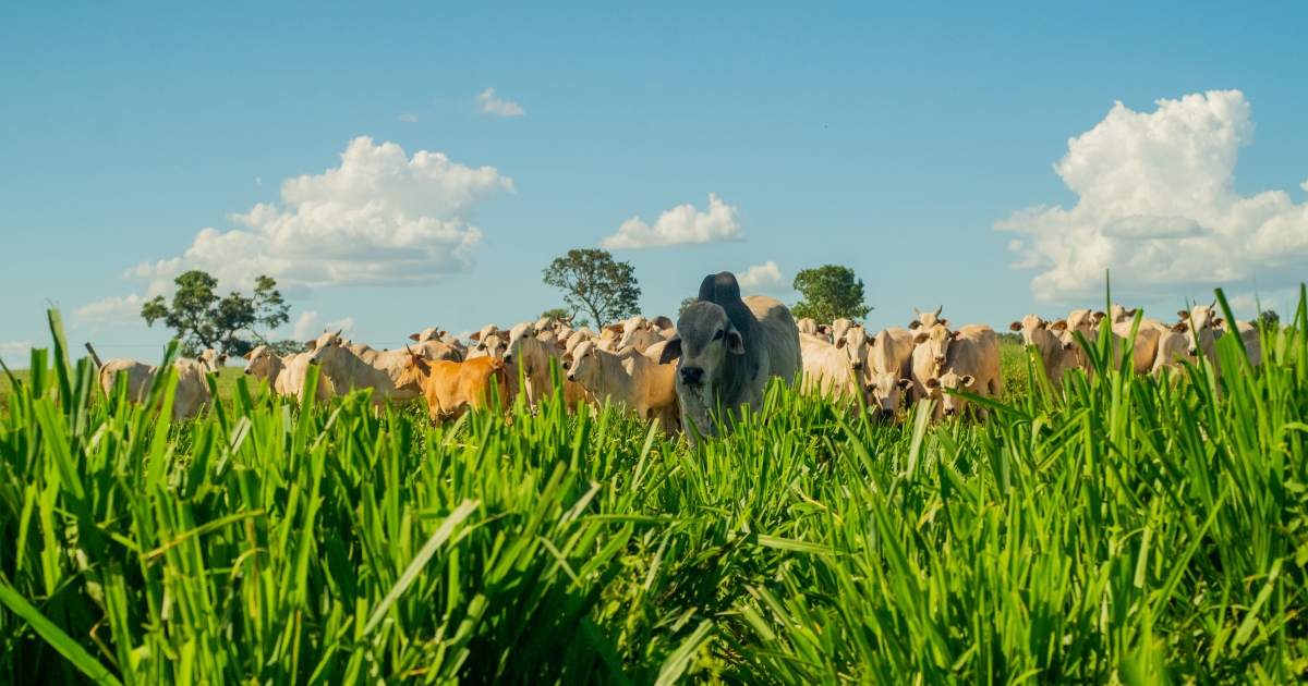 Pasto de Panicum híbrido cv. Carcará na Fazenda Terra Áurea