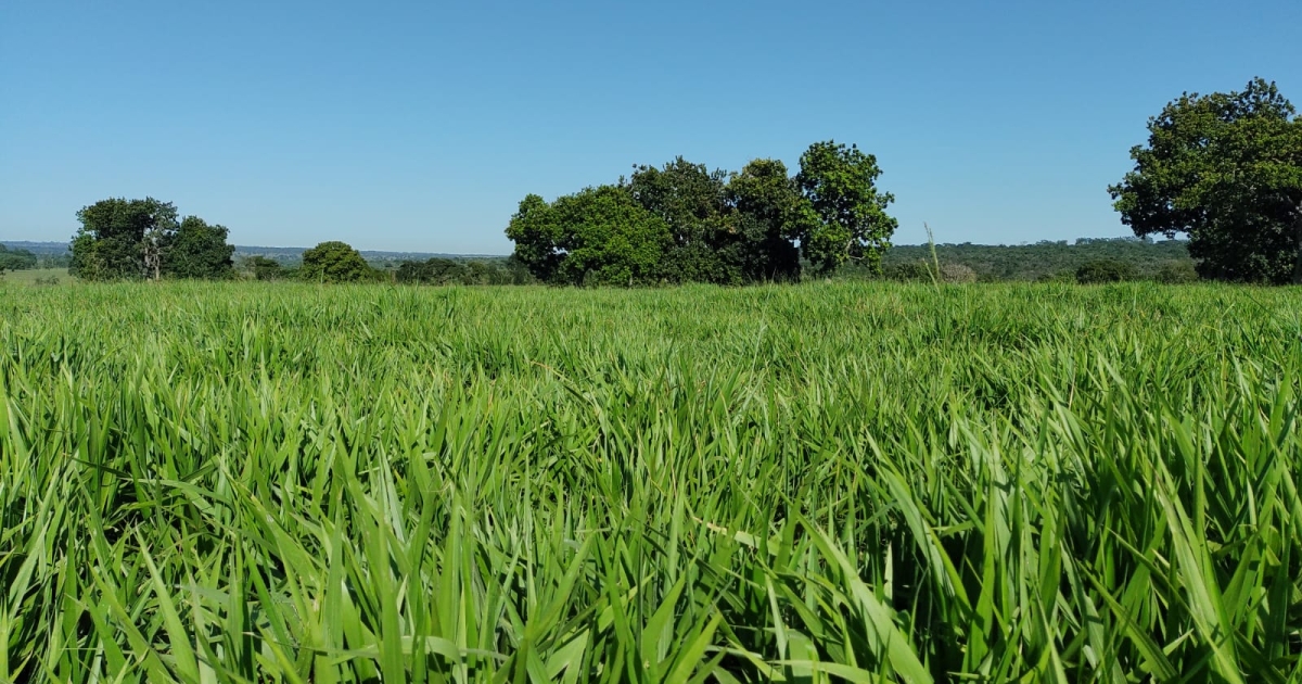 Pasto de Brachiaria híbrida cv. Sabiá em Nova Andradina/MS