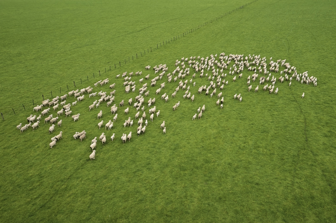 14.440.000 ovelhas na Austrália desfrutam das pastagens da Barenbrug.