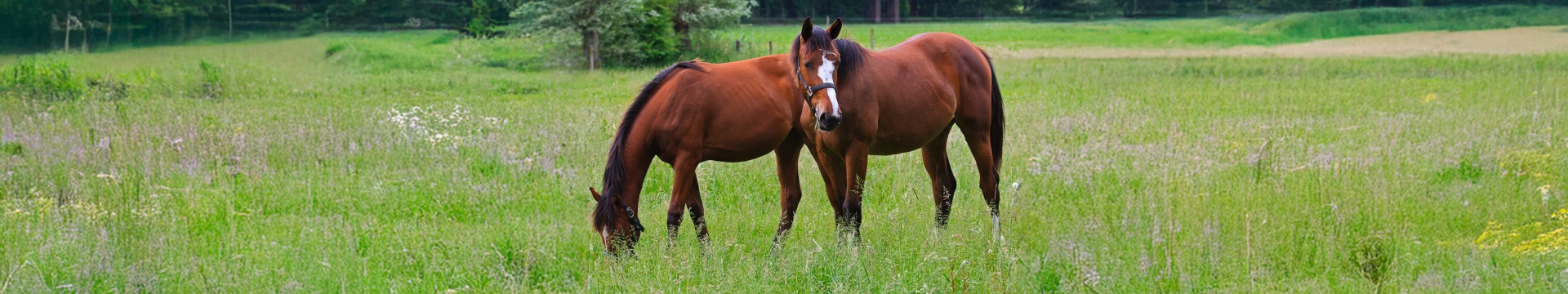 A Barenbrug contribui para a equinocultura com forrageiras de alto valor nutritivo, garantindo pastagens ideais para a saúde, desempenho e bem-estar dos cavalos.
