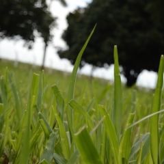 Brachiaria híbrida cv. Cayana aumenta a produtividade animal e a taxa de lotação em áreas menores.