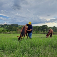 Capim indicado para cavalos, como Cynodon dactylon Barenbrug, ideal para pastagem, feno e pré-secado, com fácil estabelecimento e alta qualidade.