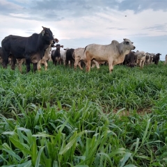 Estudo da COMIGO comprova que o Mulato II oferece maior produtividade animal e de soja em comparação ao cultivar concorrente.