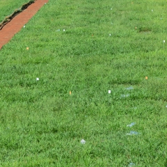 Produtor rural avaliando a qualidade da forrageira com foco na disponibilidade e teor de proteína para otimizar o desempenho animal.