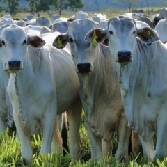 Técnicas de ajuste de taxa de lotação para otimizar a produção animal em pastagens durante a estação chuvosa.