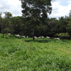 Perguntas frequentes sobre o Brachiaria híbrida cv. Cayana, abordando taxa de semeadura, resistência à seca, fertilidade do solo e mais.