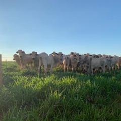 Brachiaria cv. Cayana em um campo, evidenciando a alta capacidade de perfilhamento e a qualidade da forragem.