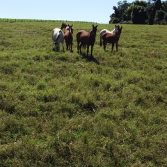 O Cynodon dactylon da Barenbrug, oferece alta germinação, rápido perfilhamento e excelente qualidade de feno, garantindo maior produtividade e rentabilidade no processo de fenação.