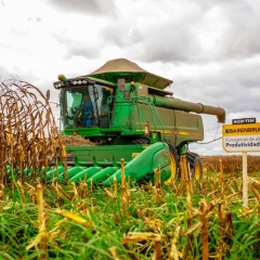 Campo demonstrando Integração Lavoura Pecuária (ILP)