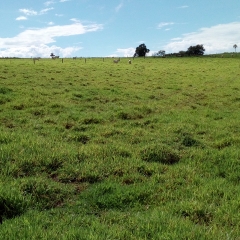 Produtora rural relata o excelente desempenho da Brachiaria híbrida cv. Mulato II durante o período de seca, mantendo a qualidade e nutrição animal.