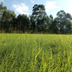 Produtores esclarecem dúvidas sobre o Cynodon dactylon Barenbrug, abordando vantagens, manejo e comparação com o Tifton 85.