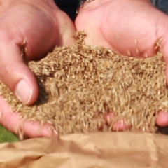Capim de rápido crescimento, adequado para pastejo rotativo, proporcionando boa conversão alimentar e suporte animal.